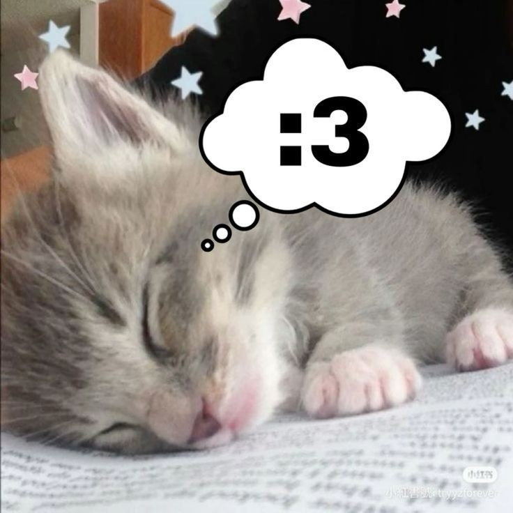 silly cat